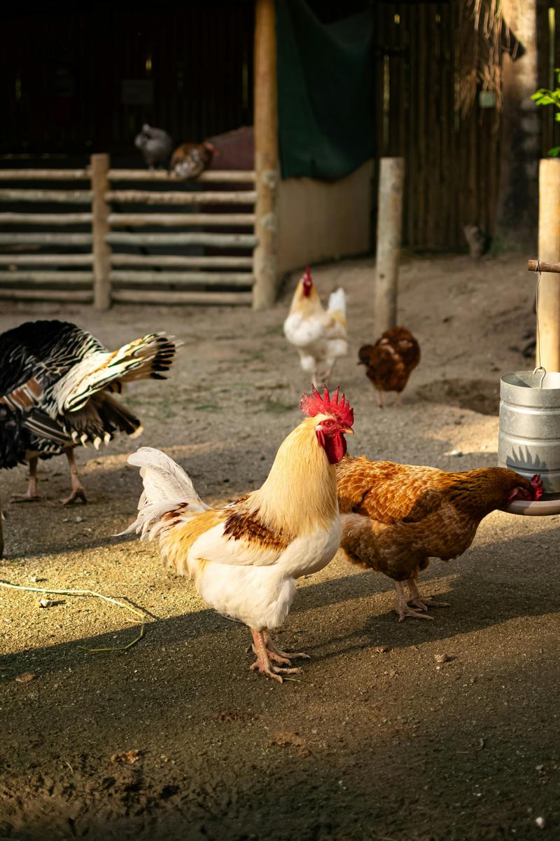 farmyard hens